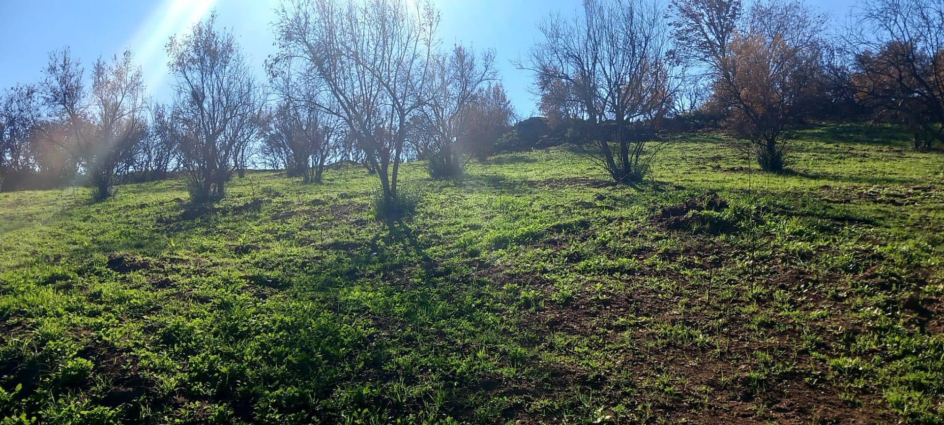 Arsa · Karadoğan, Ödemiş — fotoğraf 4/5