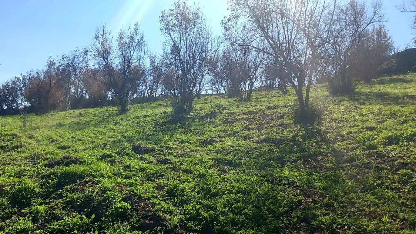 İzmir Ödemiş Karadoğan'da 2740 m2 Tek Tapu Fırsat Arazi 3