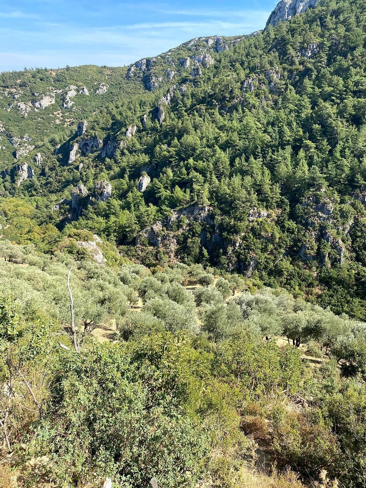Kemalpaşa'nın eşsiz doğasında, zeytin ağaçlarının arasında Arazi 4