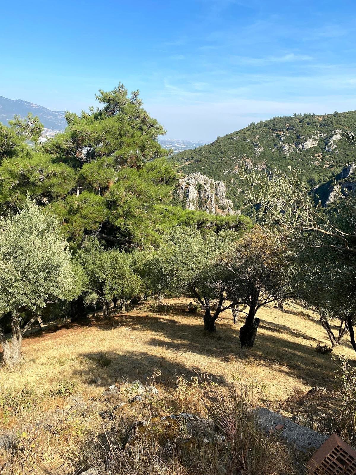 Kemalpaşa'nın eşsiz doğasında, zeytin ağaçlarının arasında Arazi