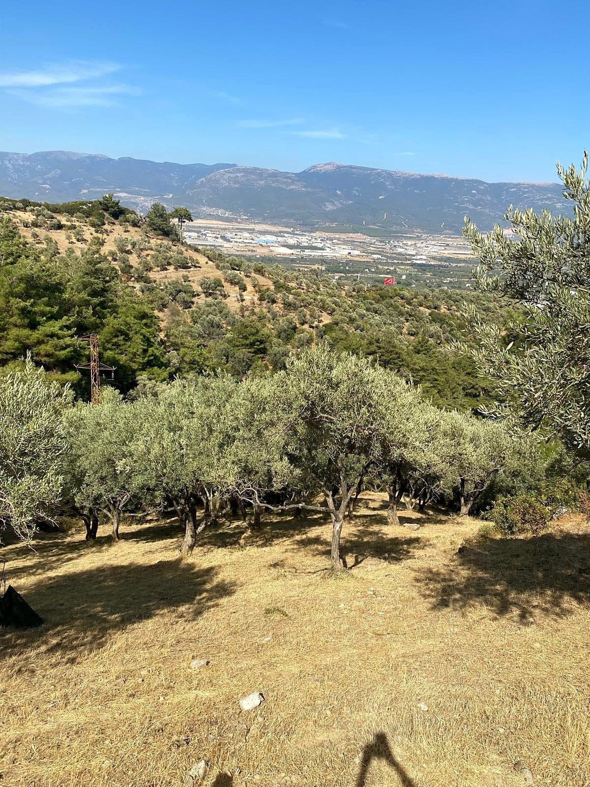 Kemalpaşa'nın eşsiz doğasında, zeytin ağaçlarının arasında Arazi 2